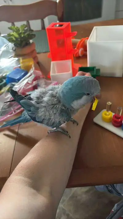 Male Kakers tout équipé, View more