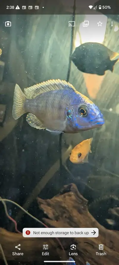  2,  5 inch Taiwanese cichlids for rehoming, View more