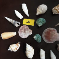 Pkg "D" of 18 rare collectors shells, antique natural grown