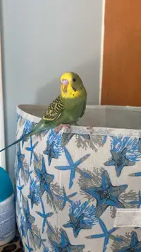 Budgies for rehoming 