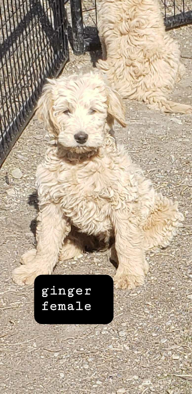 Golden doodle puppies. Gorgeous and loving ❤  in Dogs & Puppies for Rehoming in Prince George - Image 2