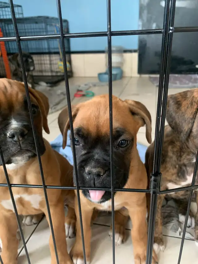 Boxer puppies CKC registered in Dogs & Puppies for Rehoming in Barrie - Image 4