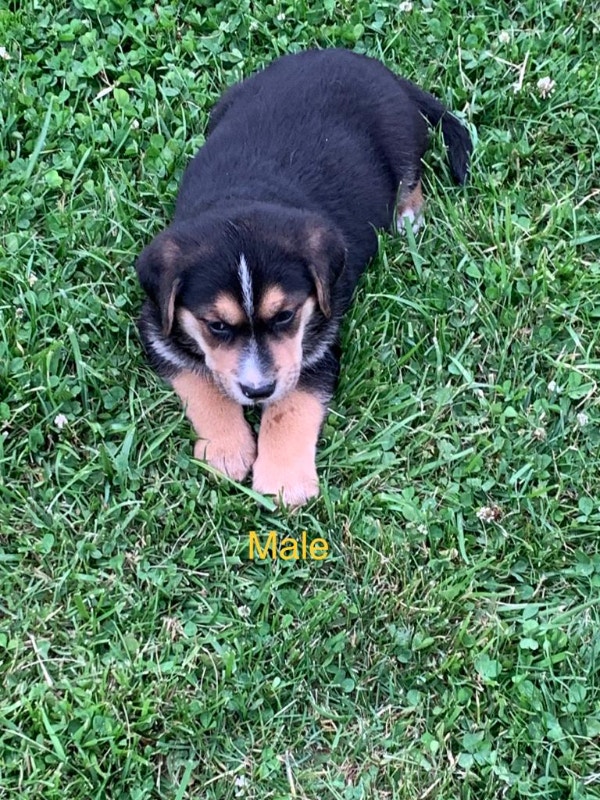 Puppies Dogs & Puppies for Rehoming Kitchener / Waterloo Kijiji