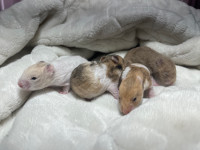 baby hamsters - choco golden rust silver grey