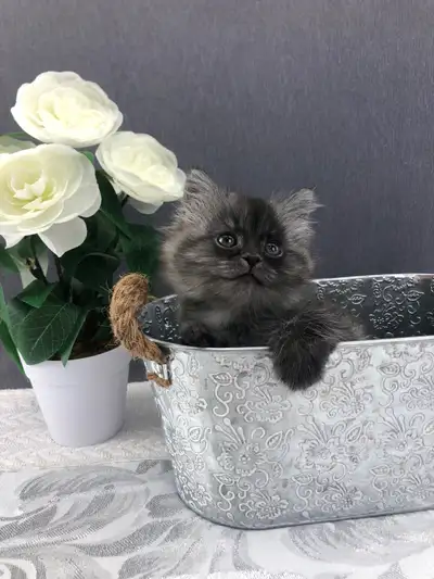 Hand-raised in our cattery, gentle and affectionate purebred Maine Coon biy for sale to a good home....