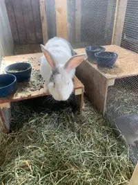 Male bunny