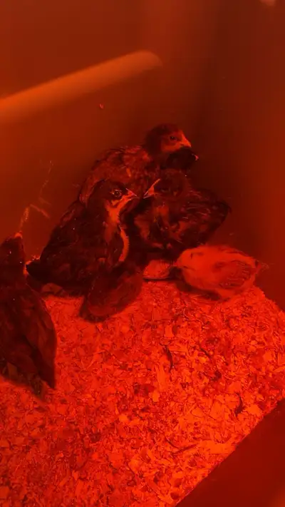 Barnyard Mix Chicks, View more