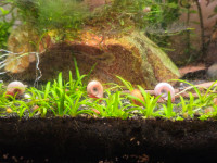 Ramshorn Snails