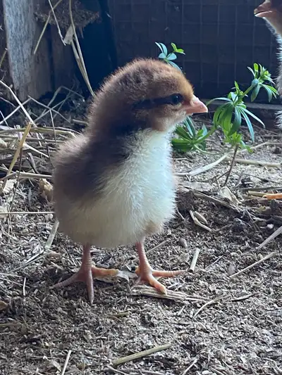 Purebred Chicks  , View more