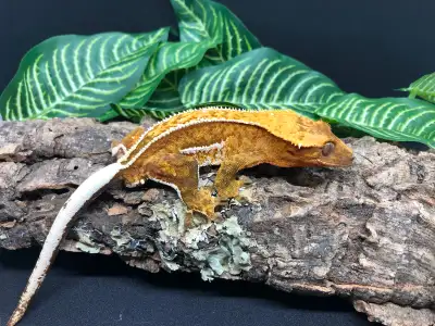 Male crested gecko, View more