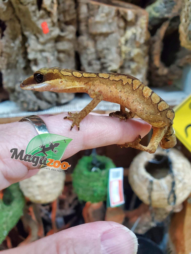 Gecko aux yeux de chat mâle/Malaysian cat eyed gecko dans Reptiles et amphibiens à adopter  à Ville de Montréal - Image 3