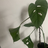 Swiss cheese monstera adansonii plant