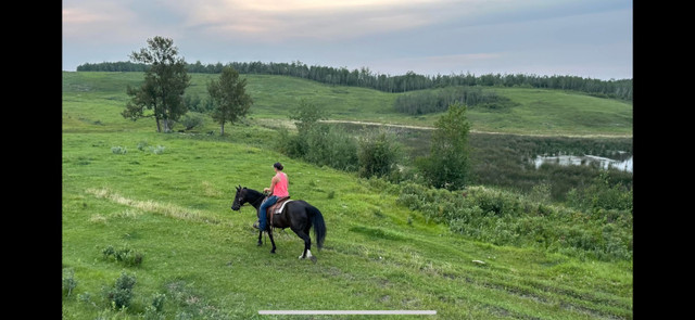 2011 Black Mare *pending* in Horses & Ponies for Rehoming in Red Deer - Image 3