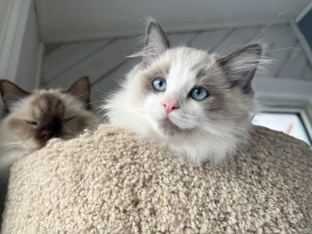 Ragdoll Kittena Ready to start the New Year with their families