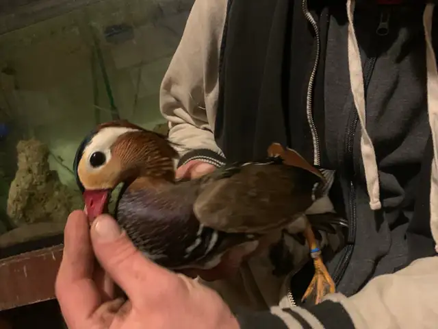 Exotic waterfowl in Livestock in Owen Sound - Image 4