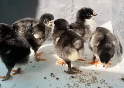 black copper maran chicks , View more