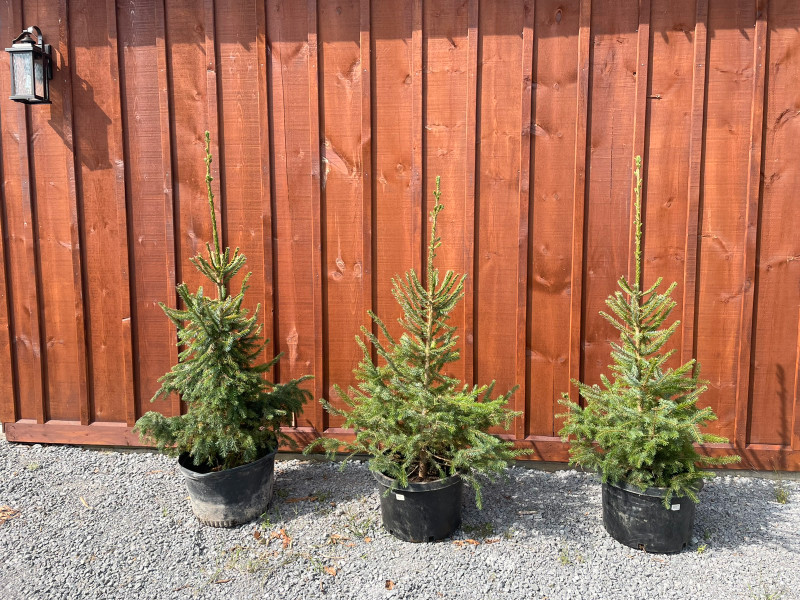 Used, Serbian spruce trees for sale for sale  