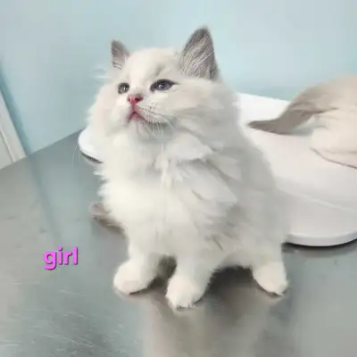 TICA/CFA Purebred Ragdoll kittens - Ready July 25th, View more
