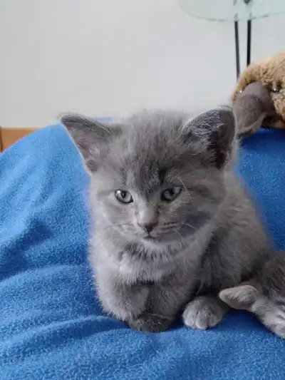 2 adorables chatons femelles 2 mois, View more