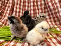 Silkie chicks available