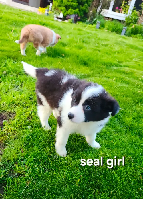 1 Purebred border collie puppies ready to go!!! This is a lovely girl from a litter of 5, she is a s...