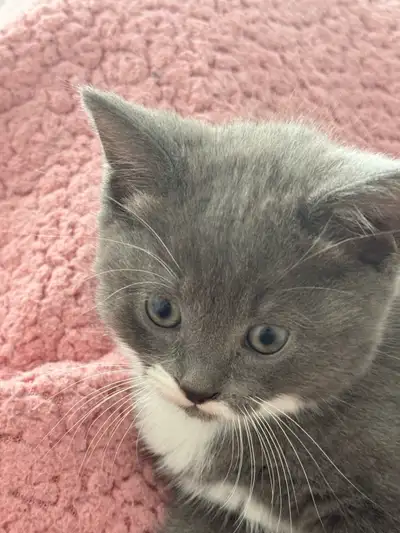 British Shorthair Kitten – 2 Months Old, View more