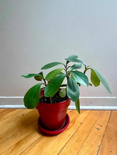 Peperomia, View more