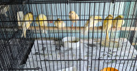 Baby Canaries $30 each - 6 weeks old - please call to contact