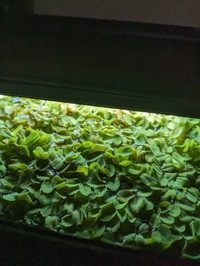 Floating Aquarium Plants - Salvinia 