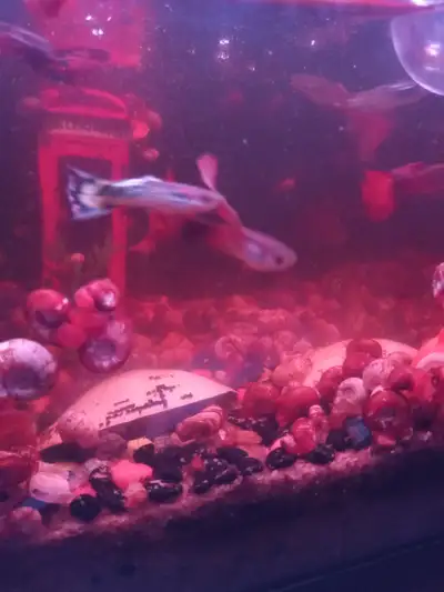 Free Guppies  and red ramshorn snails, View more