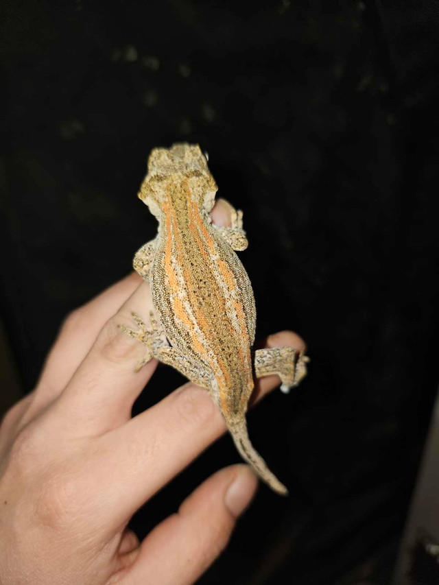 Gargoyle geckos in Reptiles & Amphibians for Rehoming in Kelowna - Image 4