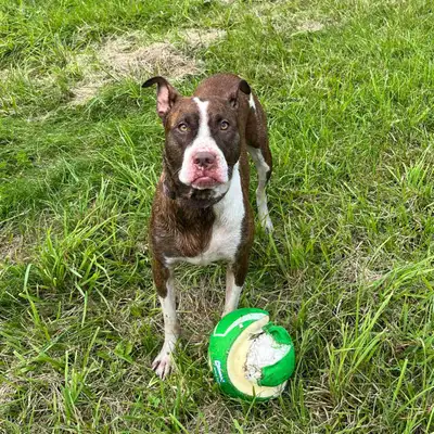 Dog Rehoming – Experienced, Adult-Only Home Needed, View more