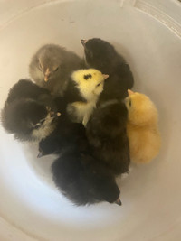 9 chicks for 26$