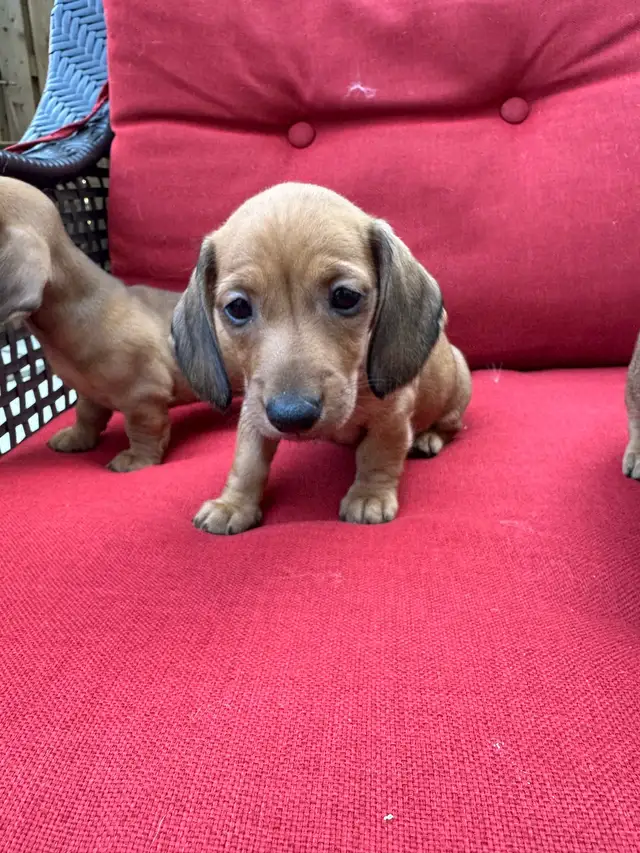 Pure Bred Miniature Dacshund Puppies in Dogs & Puppies for Rehoming in Mississauga / Peel Region - Image 8