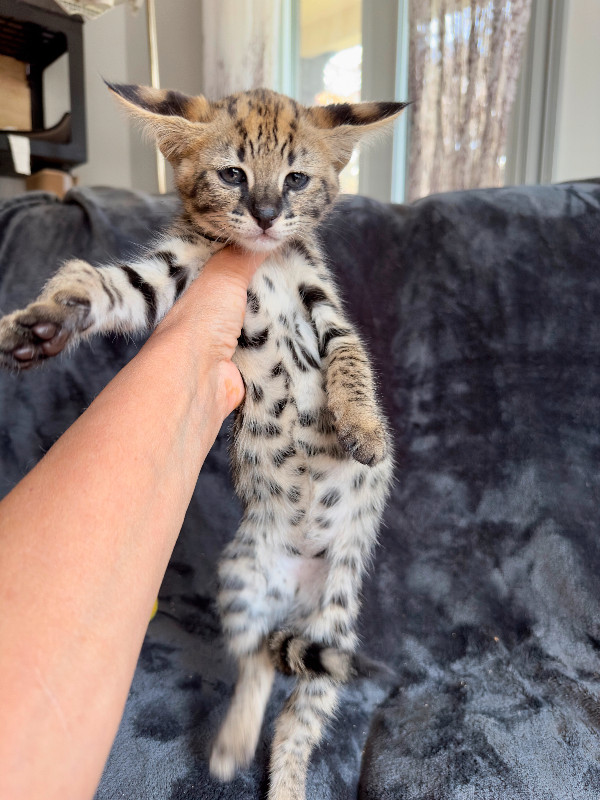 Savannah F1 Cats & Kittens for Rehoming Thunder Bay Kijiji