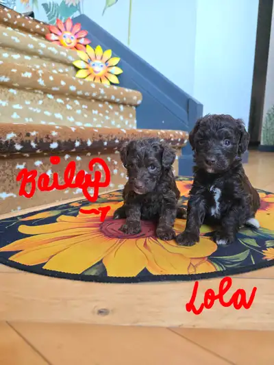 Schnoodle pups for mid May rare color, View more