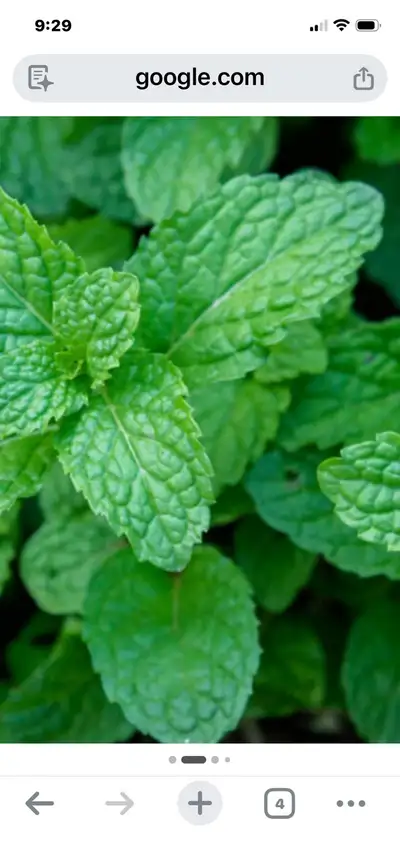 Fresh mint. Only $2 for ten stems , View more