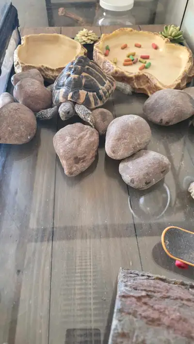 Herman's Tortoise , View more