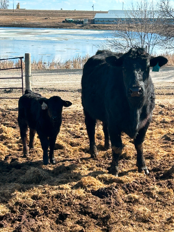 Cow calf pairs for sale in Livestock in Portage la Prairie - Image 3