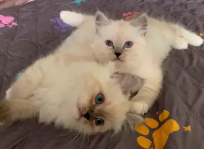 Chatons Ragdoll, View more