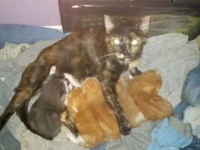 2 chatons mâles qui restent in Cats & Kittens for Rehoming in Drummondville - Image 10