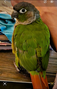 Bird Green Cheek male