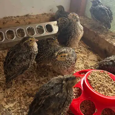 Coturnix Quail , View more