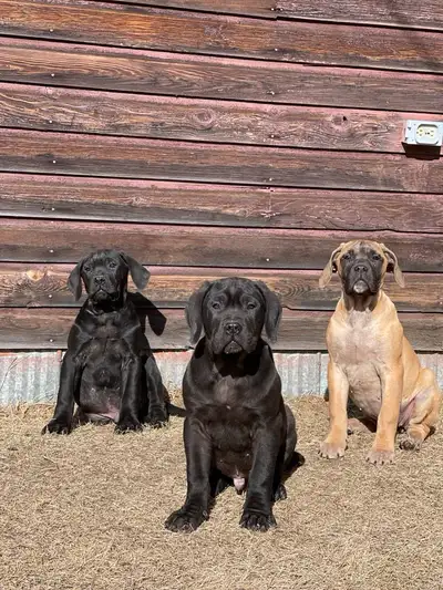 READY FOR THEIR NEW HOMES!!! Our beautiful English Mastiff puppies are now ready to find their forev...