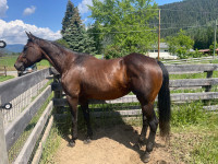 Grade quarter horse mare