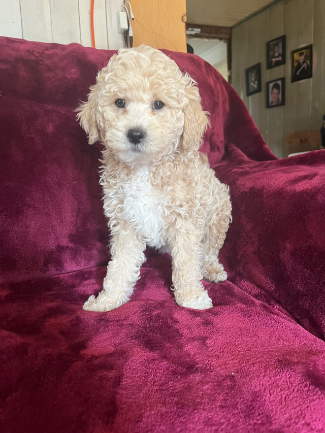 Caniche moyen caramel dans Chiens et chiots à adopter  à Lévis - Image 4