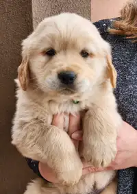 Goldenretriver puppies ready to go 