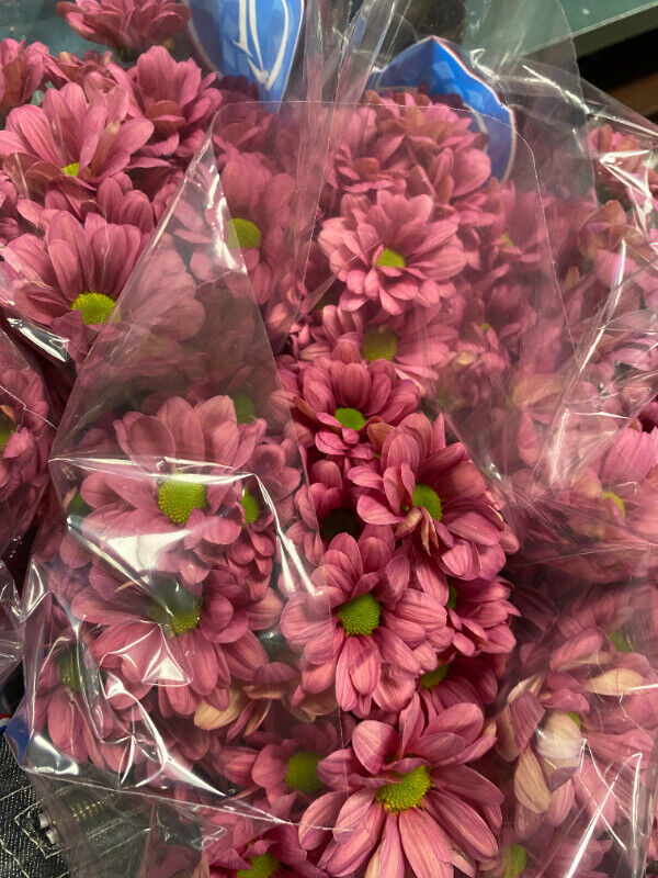 Bulk Flowers, Wholesale Prices in Wedding in Edmonton - Image 3
