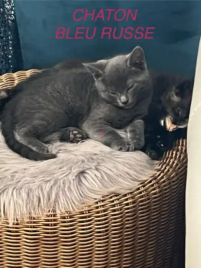 Ces adorables chatons mâles bleu russe sont prêts à apporter de la joie et de la compagnie dans votr...