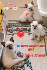 ❤️Chatons Siamois Vaccinés ❤️Pure Siamese Kittens Vaccinated❤️